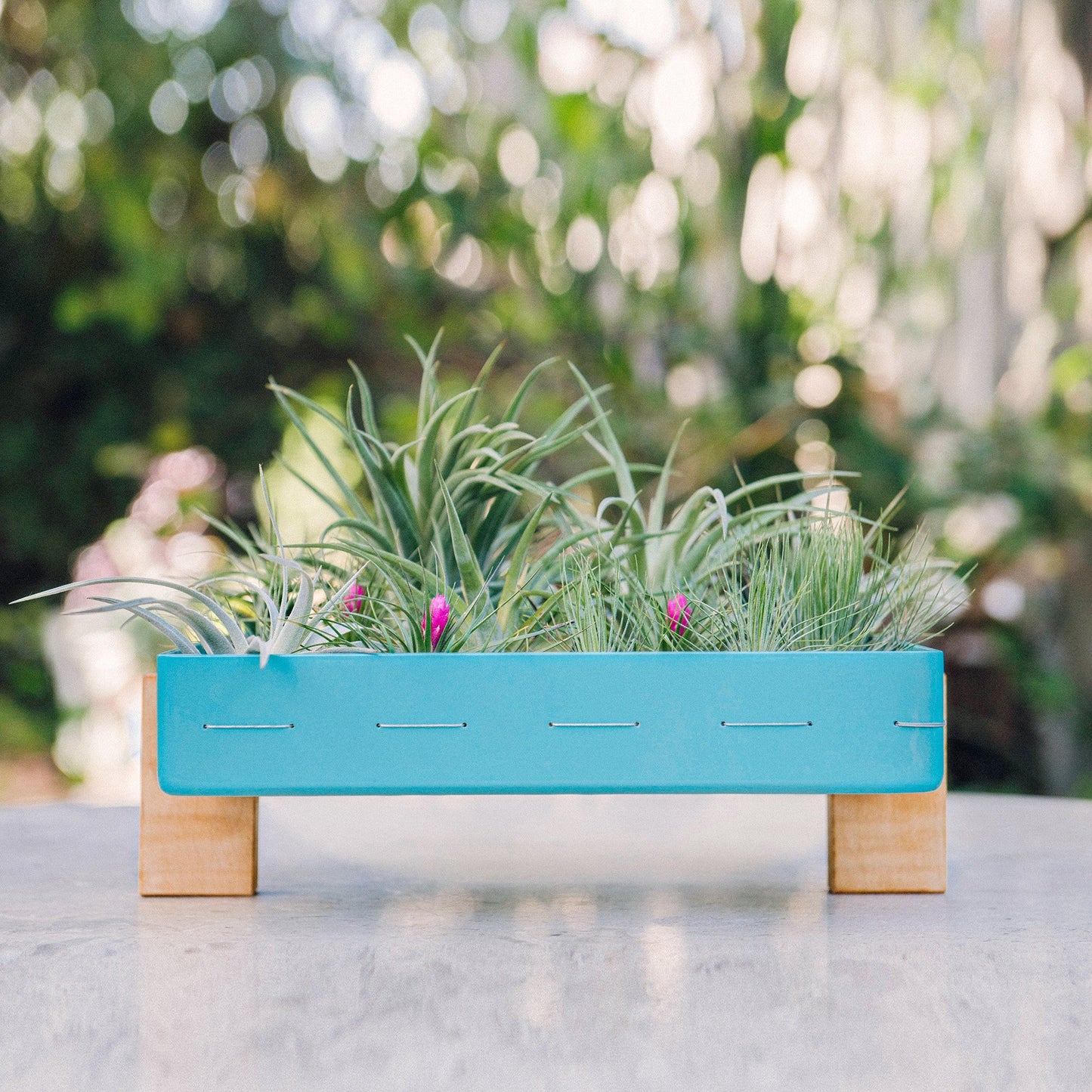 Air Plant Frame Stand