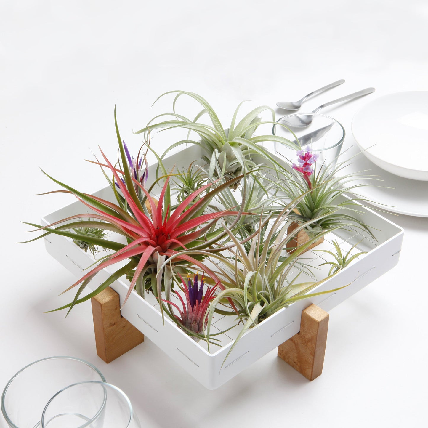 Air Plant Frame Stand
