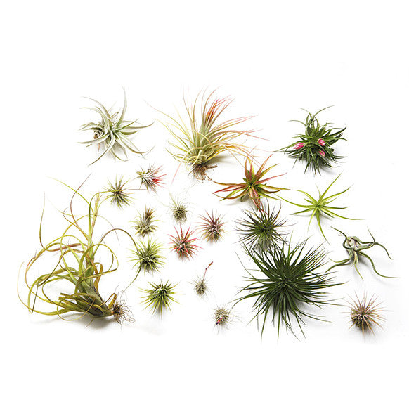 Air Plants of the Month Club